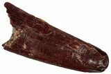 Fossil Pterosaur (Siroccopteryx) Tooth - Morocco #299800-1